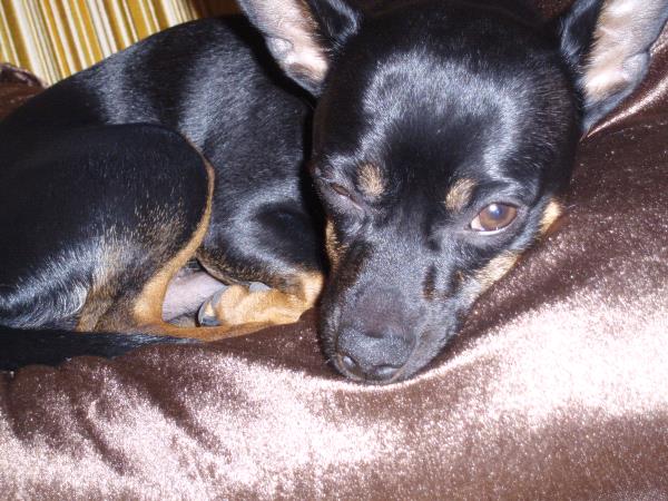 /Images/uploads/Humane Society of Utah/HSUCalendar/entries/1697thumb.jpg